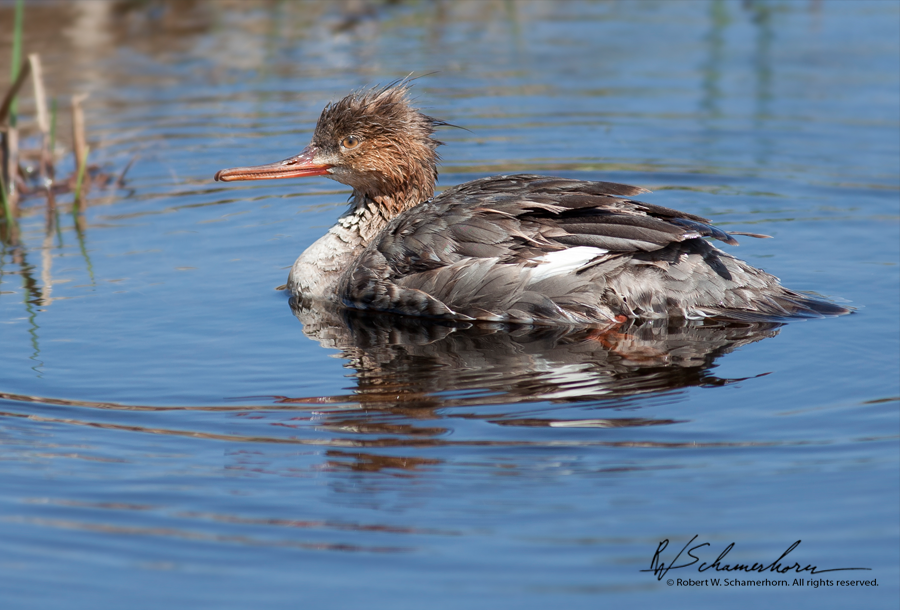 Wildlife Photography Gallery Image