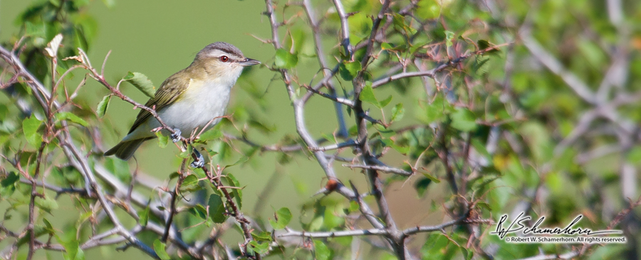 Wildlife Photography Gallery Image