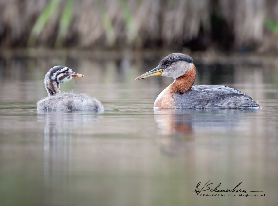 Wildlife Photography Gallery Image