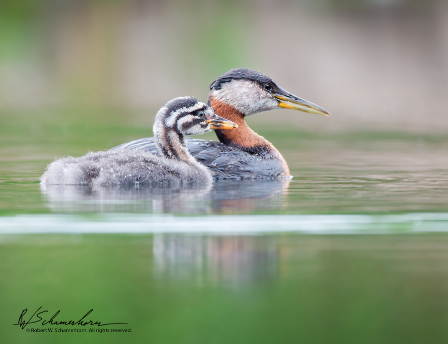 Wildlife Photography Gallery Image