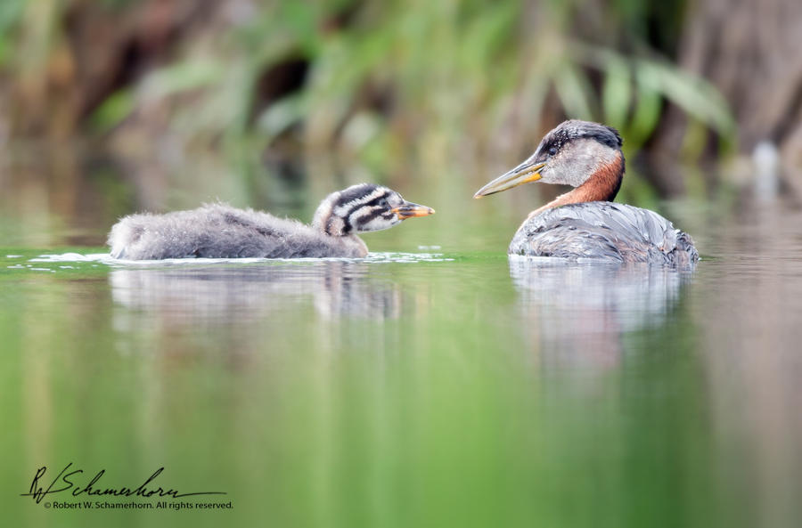 Wildlife Photography Gallery Image