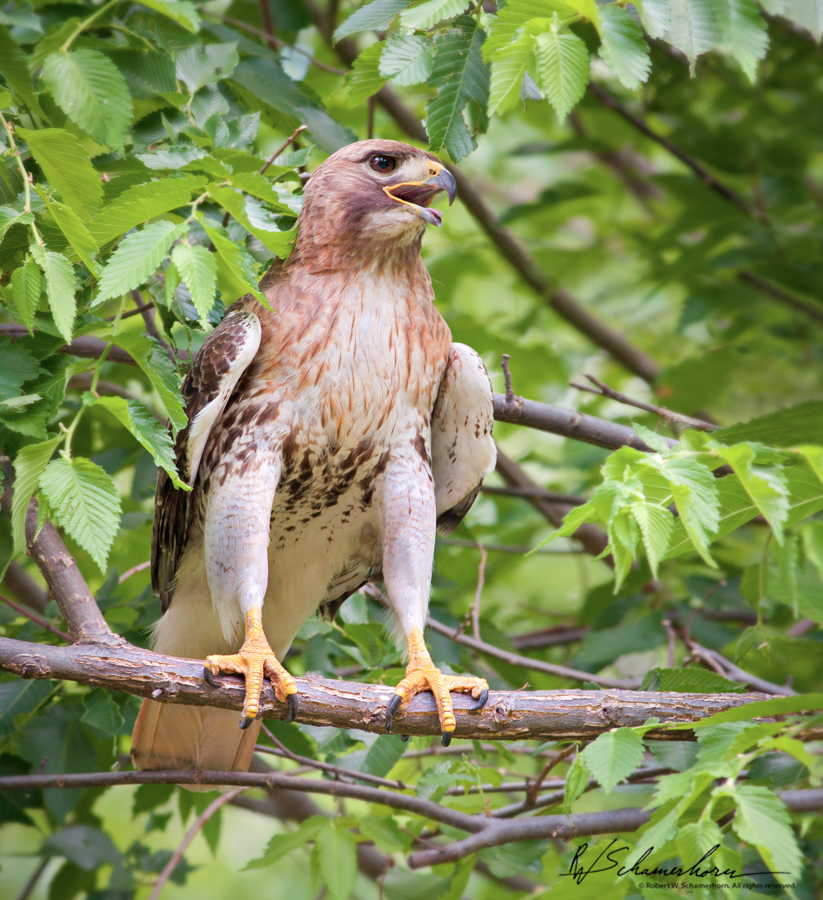 Wildlife Photography Galery Image