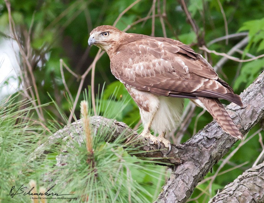 Wildlife Photography Galery Image