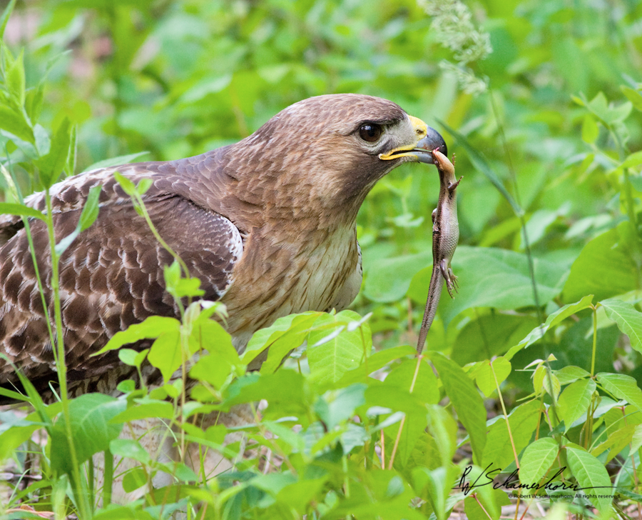 Wildlife Photography Galery Image