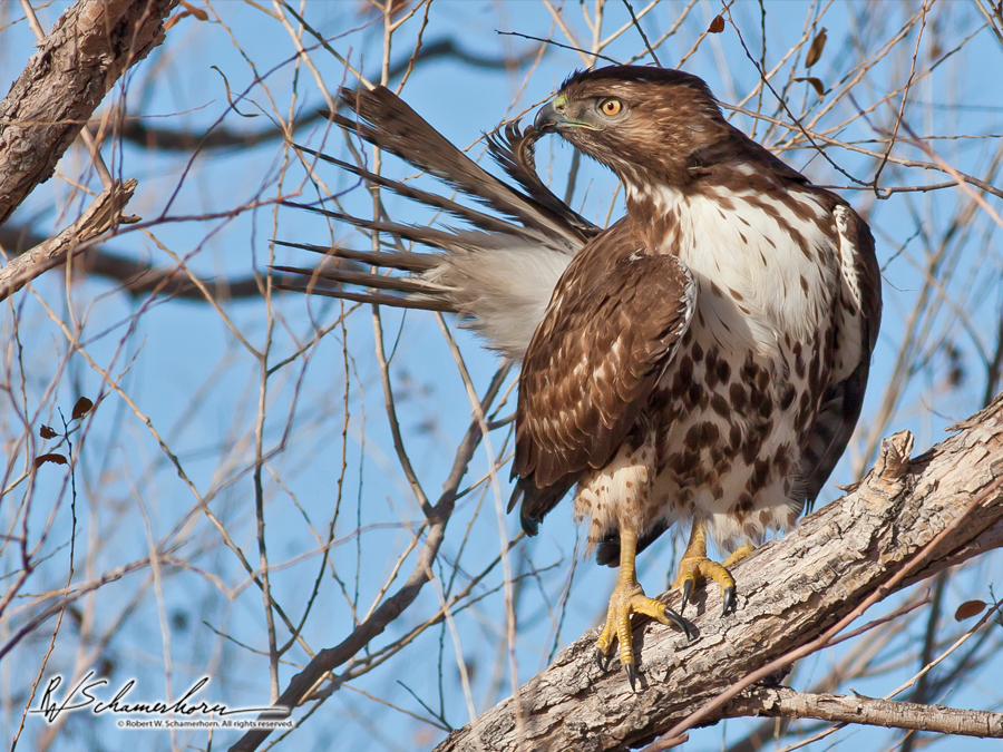 Wildlife Photography Galery Image