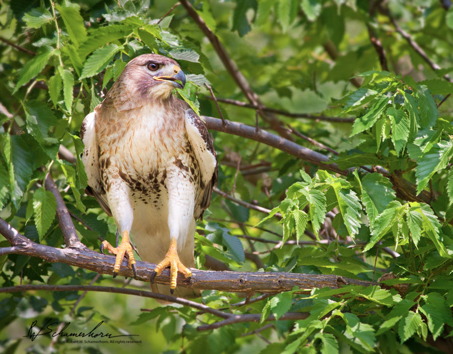 Wildlife Photography Galery Image