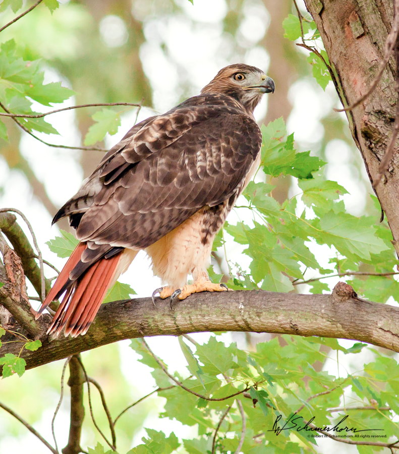 Wildlife Photography Galery Image