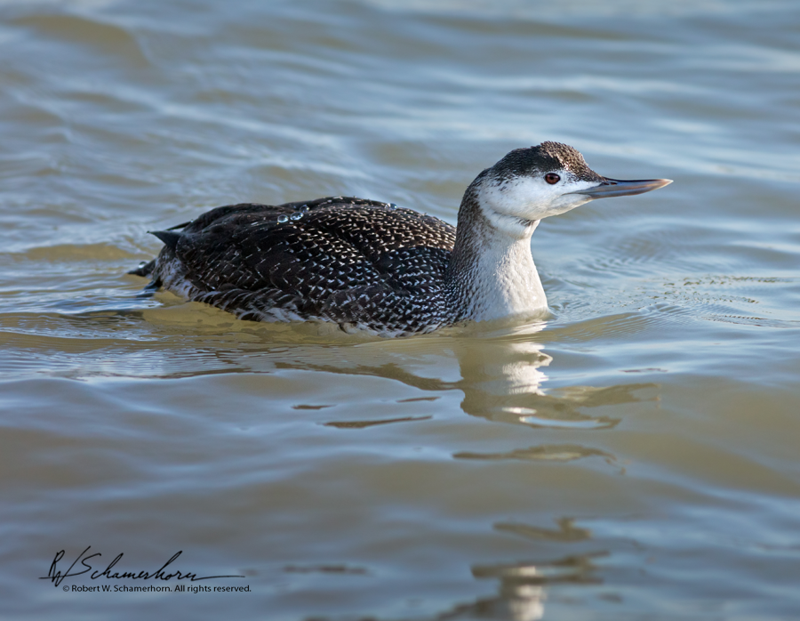 Wildlife Photography Gallery Image