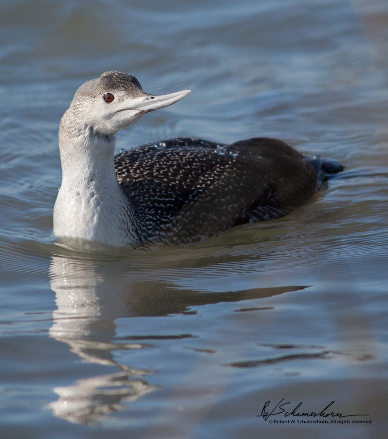 Wildlife Photography Gallery Image