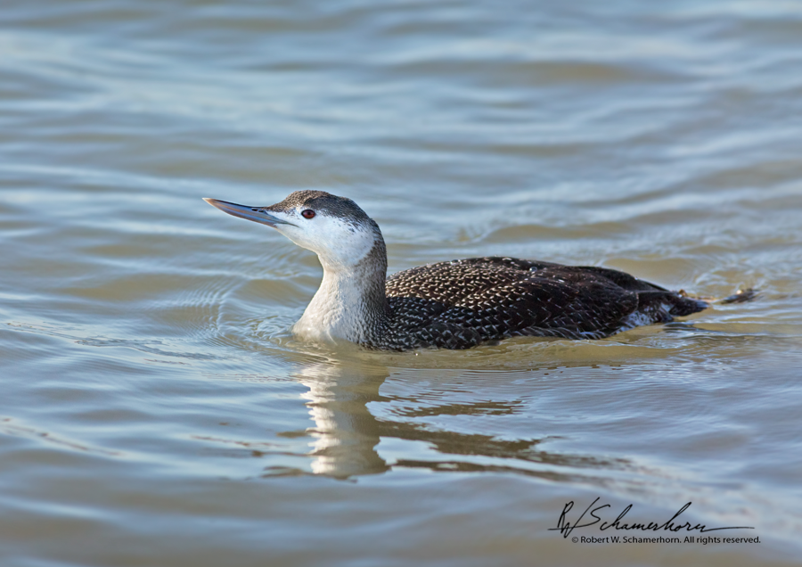 Wildlife Photography Gallery Image