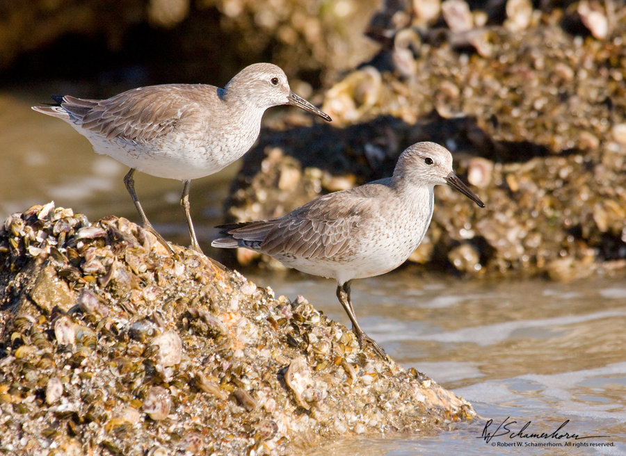 Wildlife Photography Gallery Image