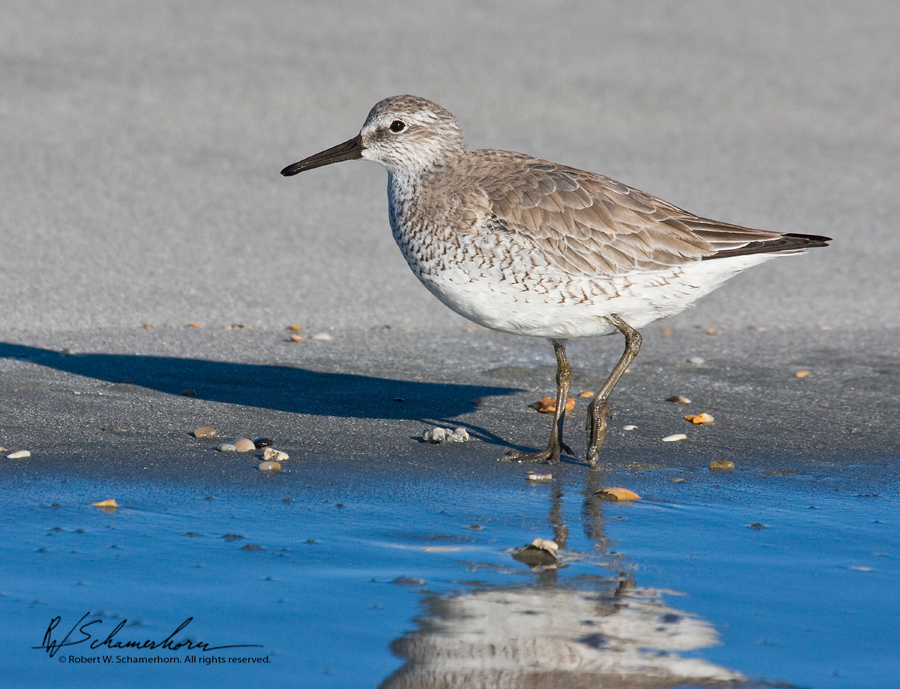 Wildlife Photography Gallery Image