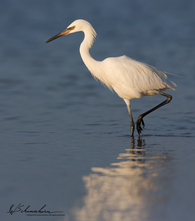 Wildlife Photography Galery Image