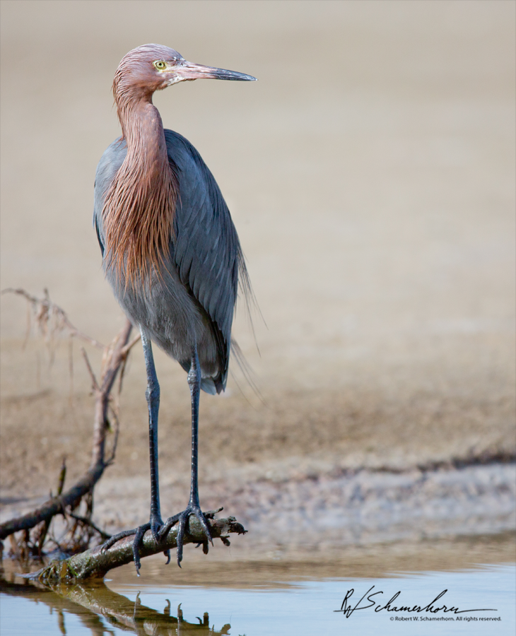 Wildlife Photography Galery Image