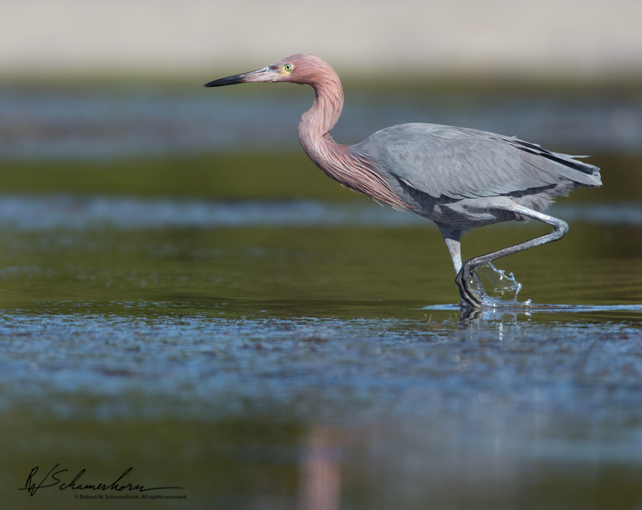 Wildlife Photography Galery Image