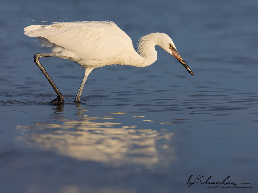 Wildlife Photography Galery Image