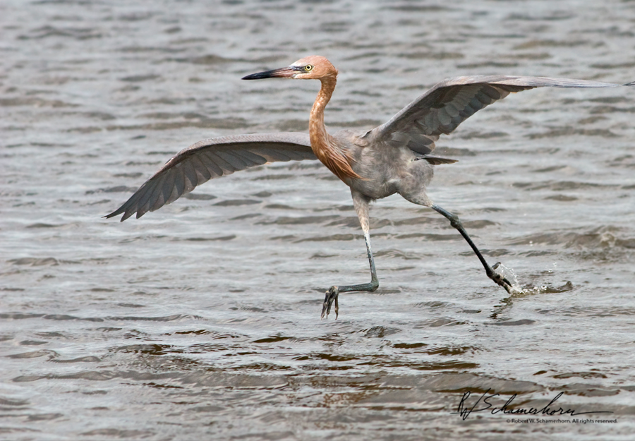 Wildlife Photography Galery Image