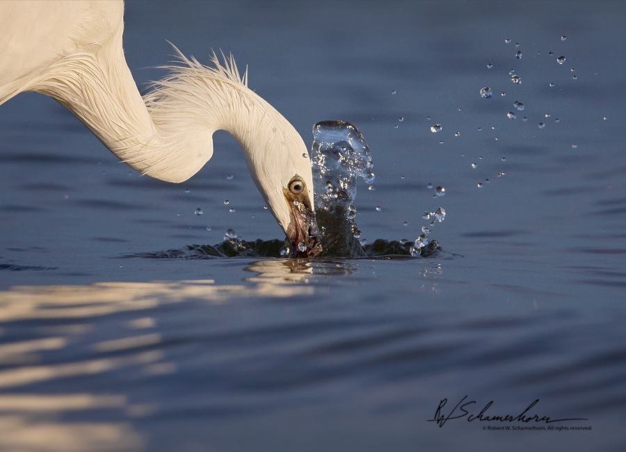 Wildlife Photography Galery Image