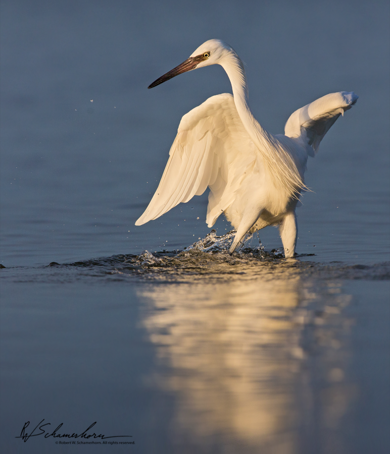 Wildlife Photography Galery Image