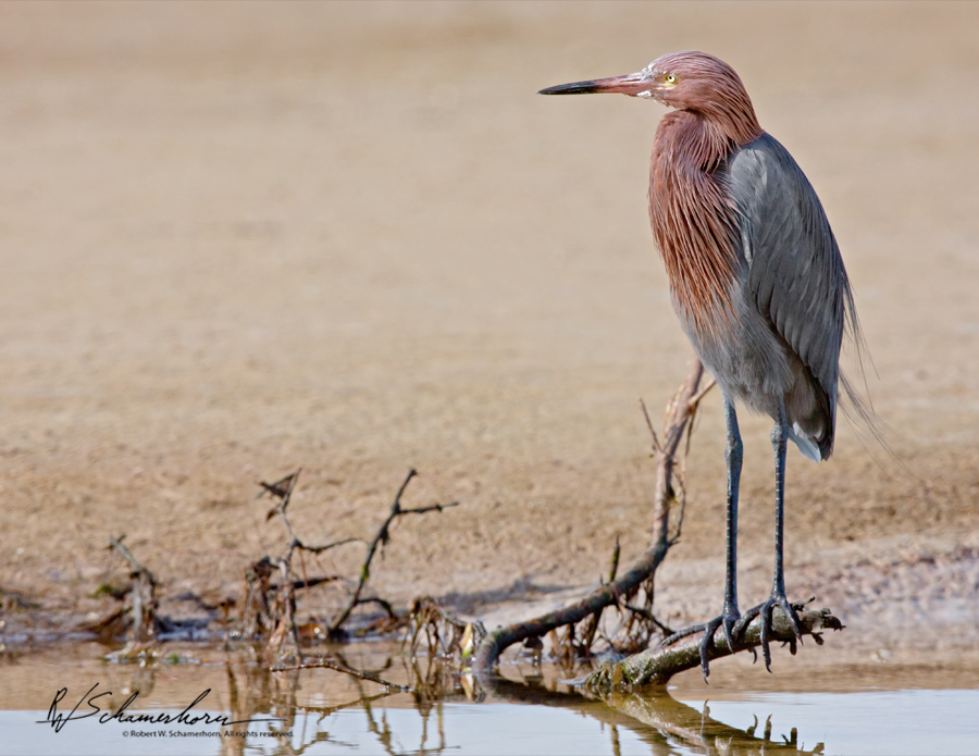 Wildlife Photography Galery Image