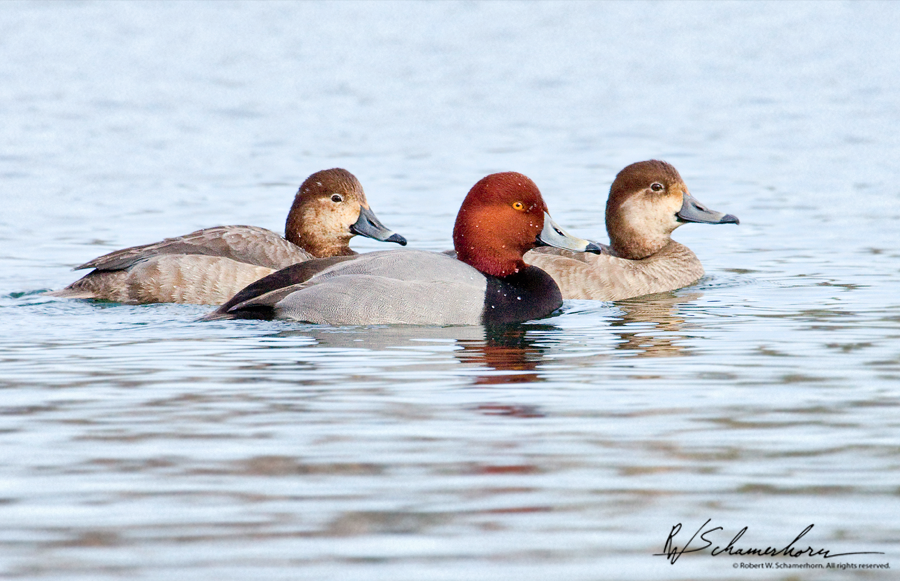 Wildlife Photography Galery Image