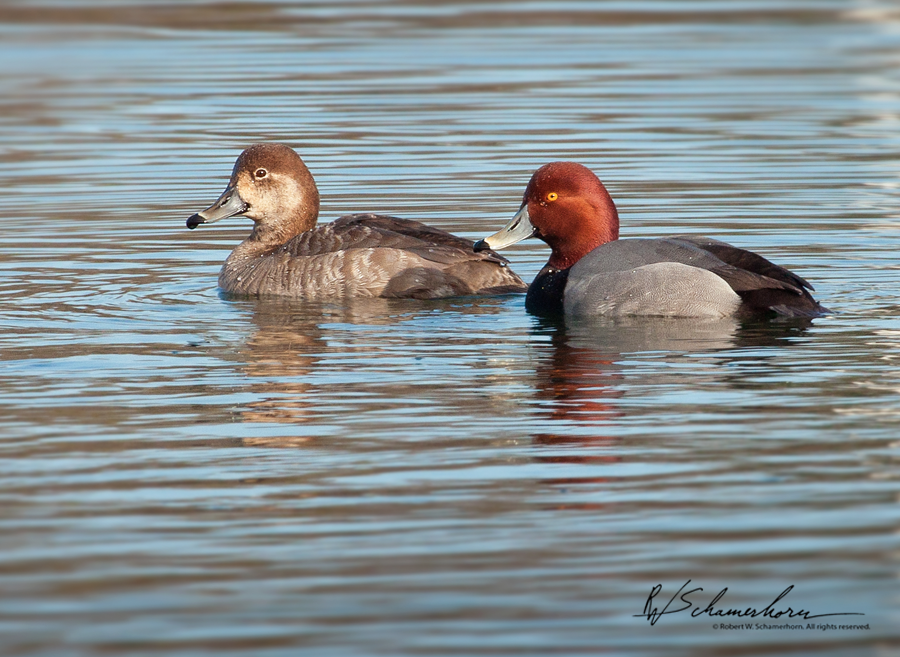 Wildlife Photography Galery Image