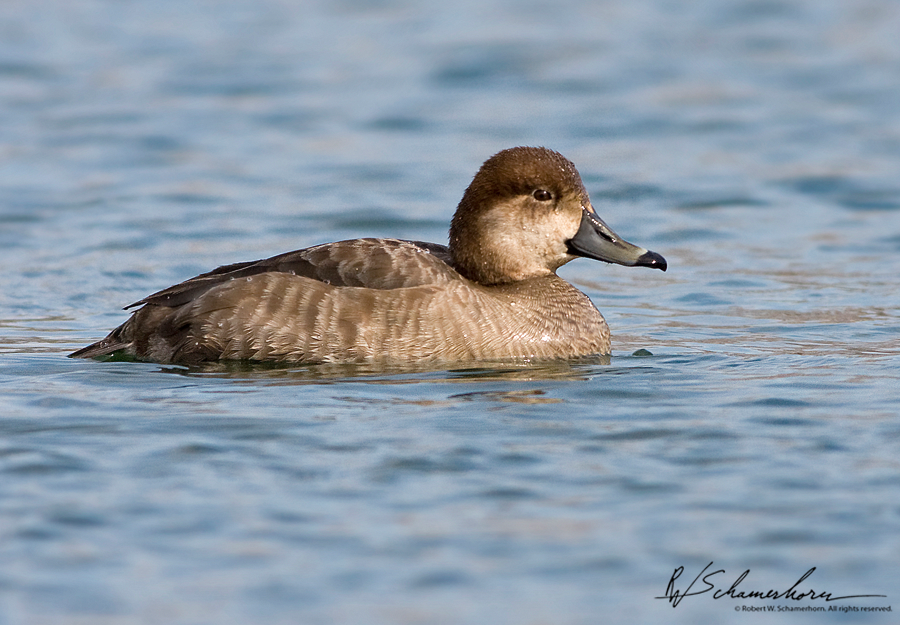 Wildlife Photography Galery Image