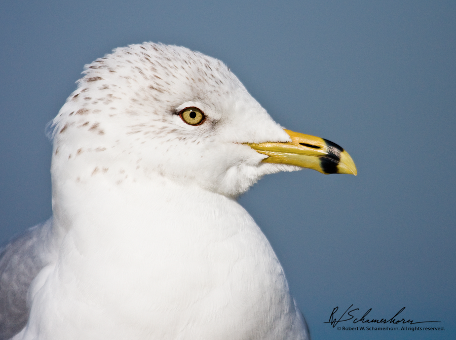 Wildlife Photography Gallery Image