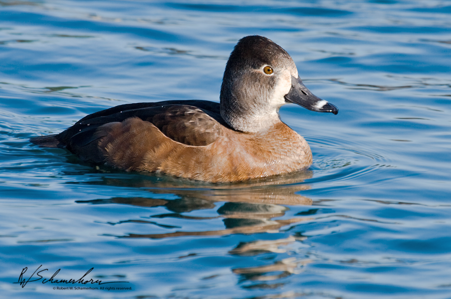 Wildlife Photography Galery Image