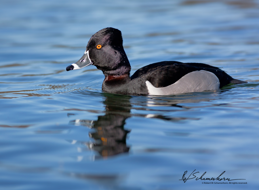 Wildlife Photography Galery Image