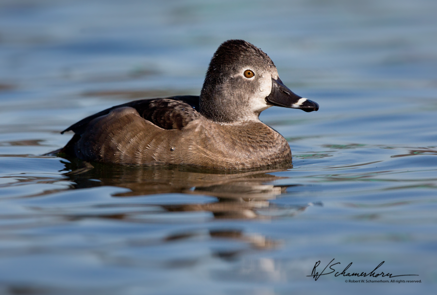 Wildlife Photography Galery Image