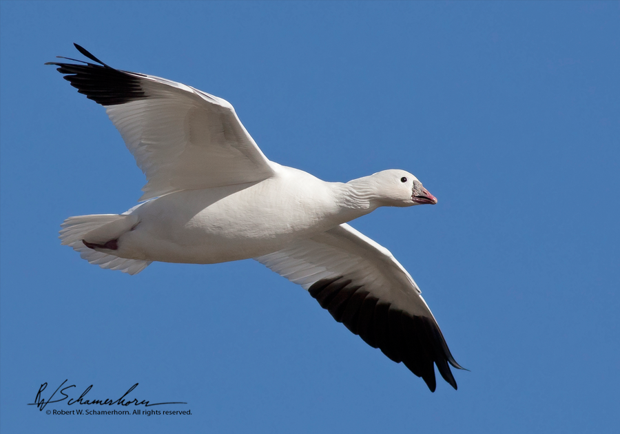 Wildlife Photography Gallery Image