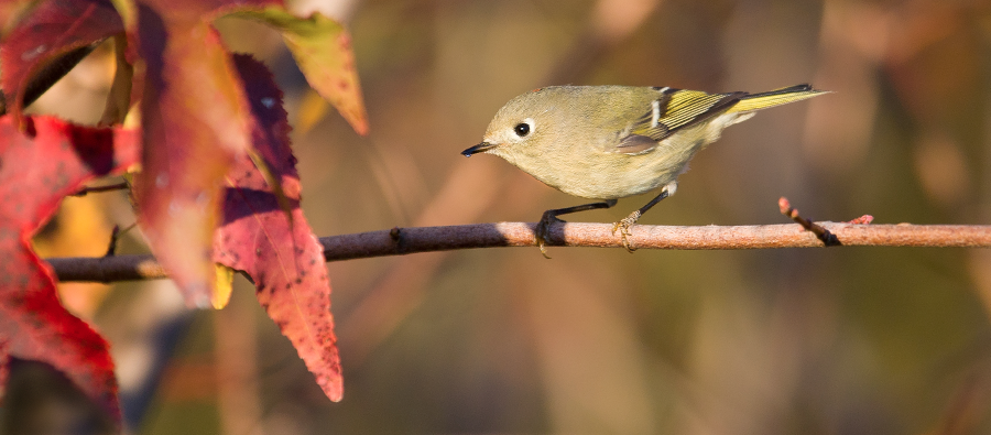 Wildlife Photography Gallery Image