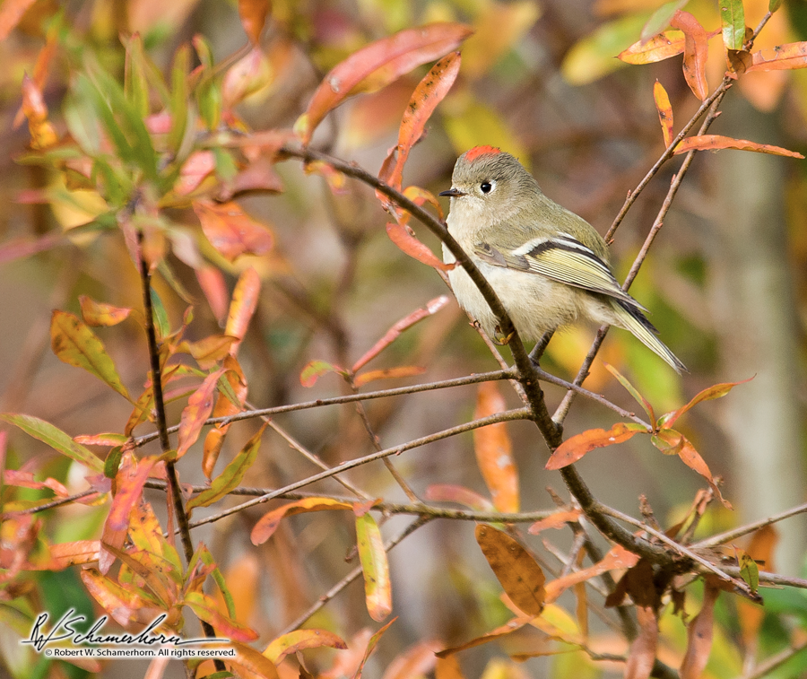 Wildlife Photography Gallery Image