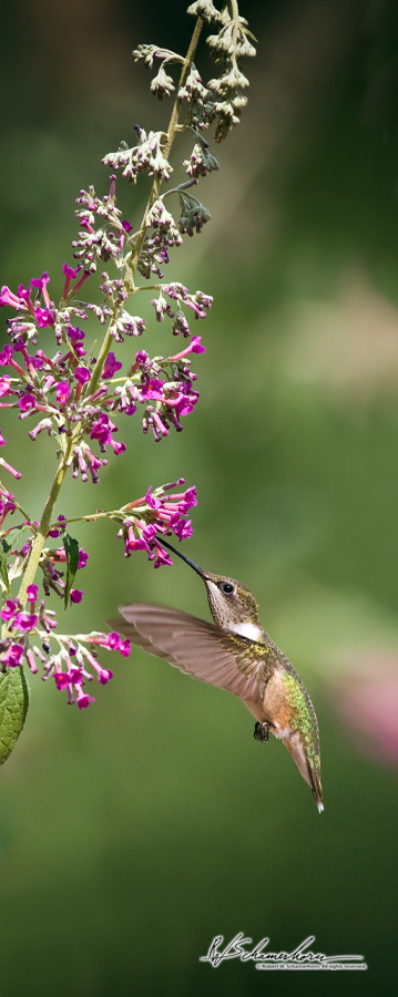 Wildlife Photography Galery Image