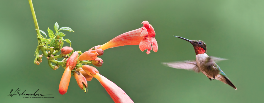 Wildlife Photography Galery Image