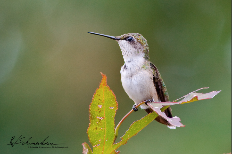 Wildlife Photography Galery Image