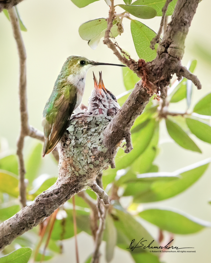 Wildlife Photography Galery Image