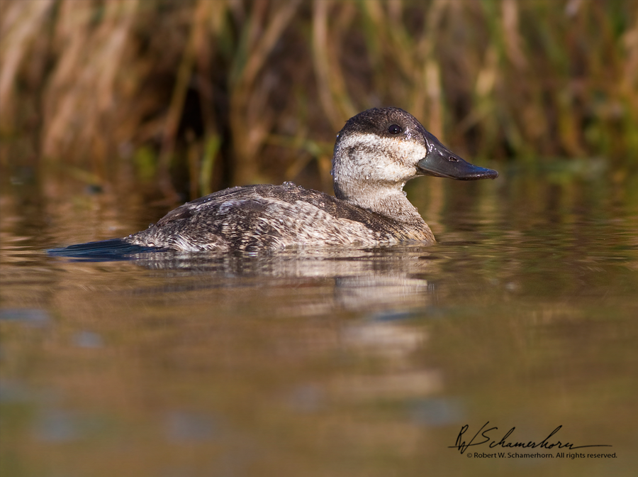 Wildlife Photography Gallery Image