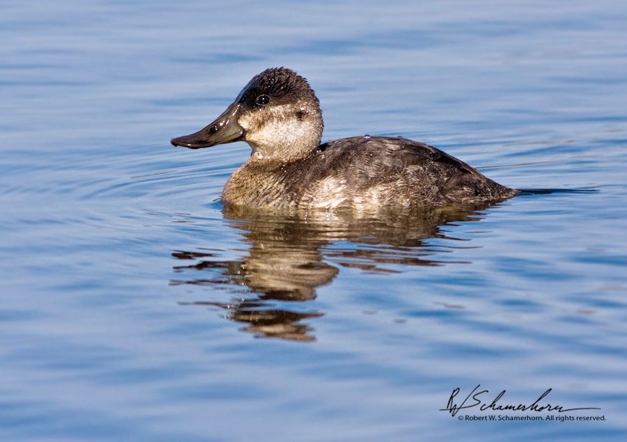 Wildlife Photography Gallery Image