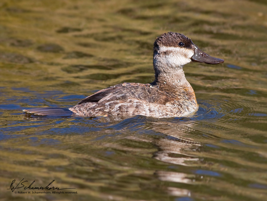 Wildlife Photography Gallery Image