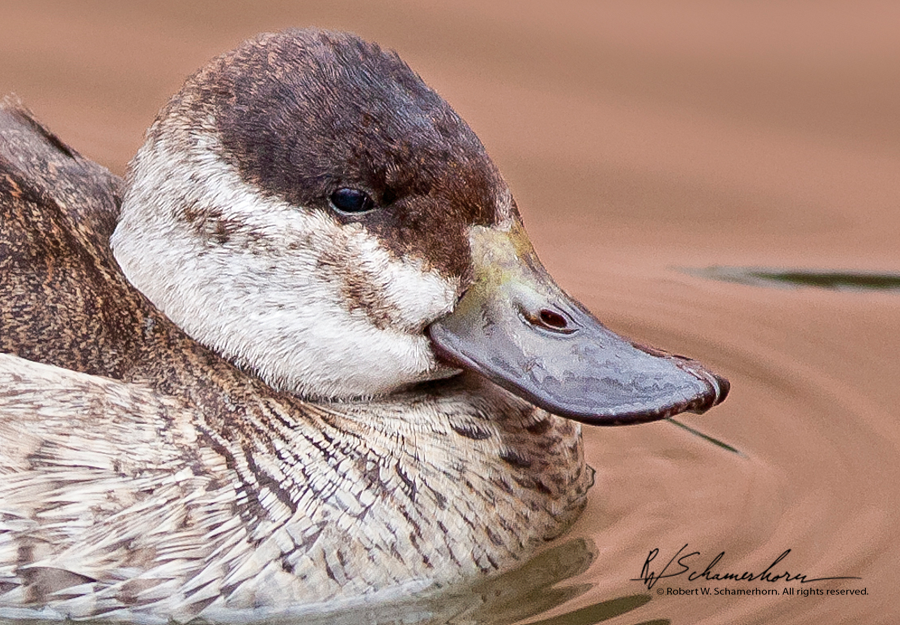 Wildlife Photography Gallery Image