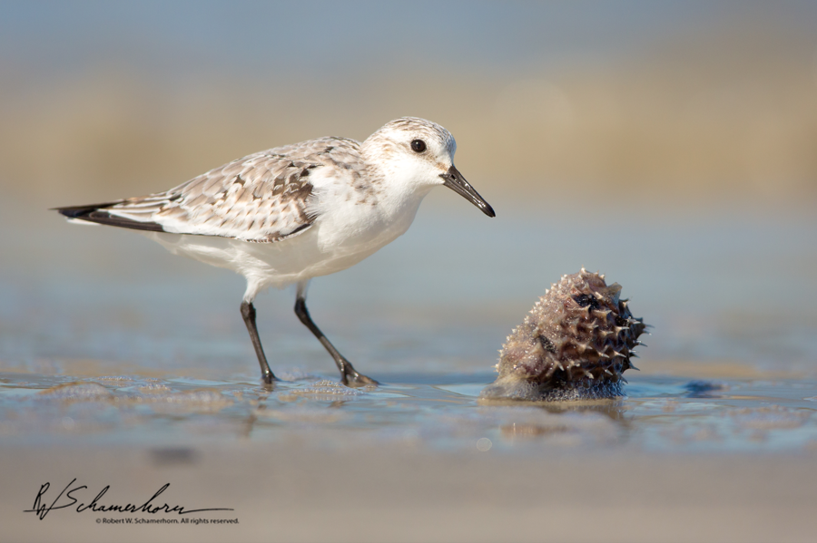 Wildlife Photography Galery Image