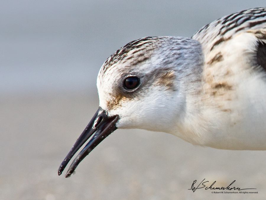 Wildlife Photography Galery Image