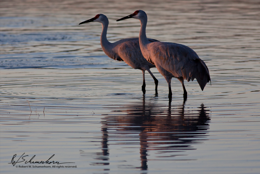 Wildlife Photography Gallery Image