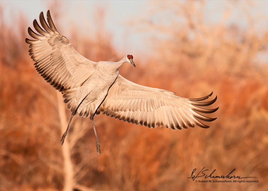 Wildlife Photography Gallery Image