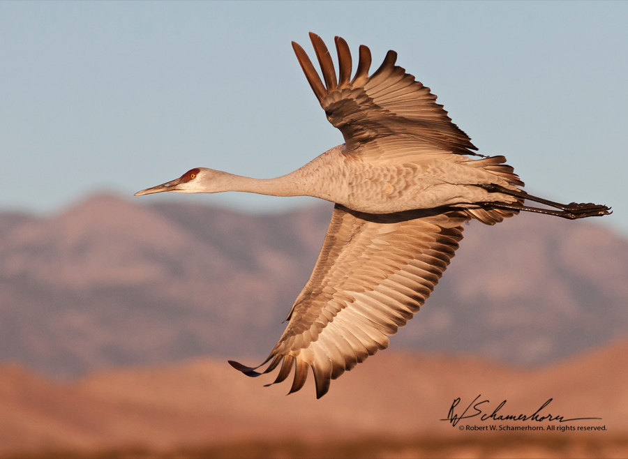 Wildlife Photography Gallery Image