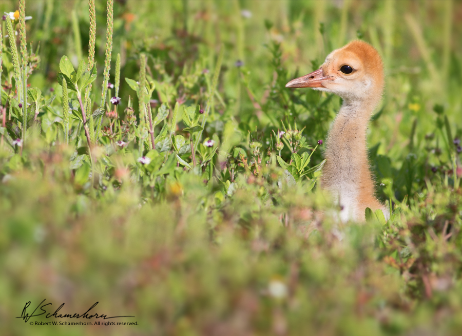 Wildlife Photography Gallery Image