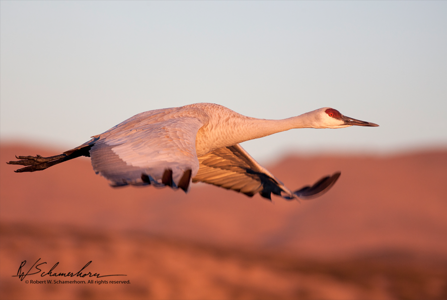 Wildlife Photography Gallery Image