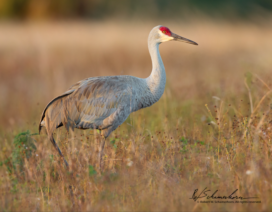 Wildlife Photography Gallery Image